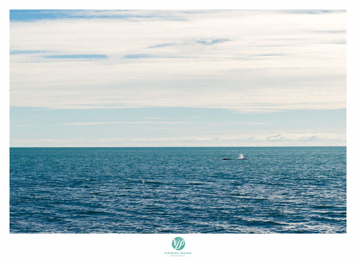 iceland-engagement-destination-minke-whales-viridian-images-photography-whale-26