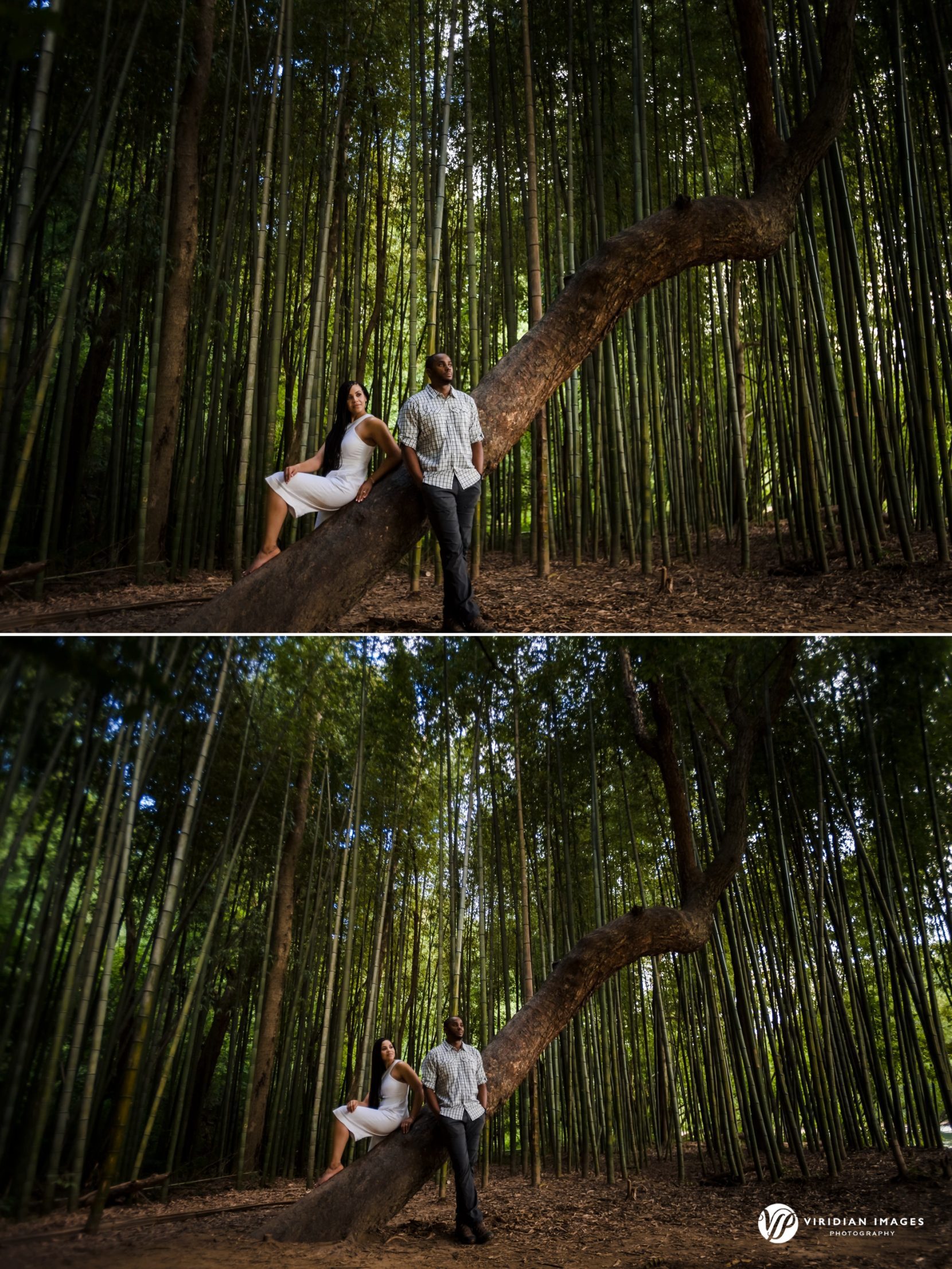 Wide shots of editorial-style photos on bent tree inside bamboo grove at East Palisades Trail in Atlanta